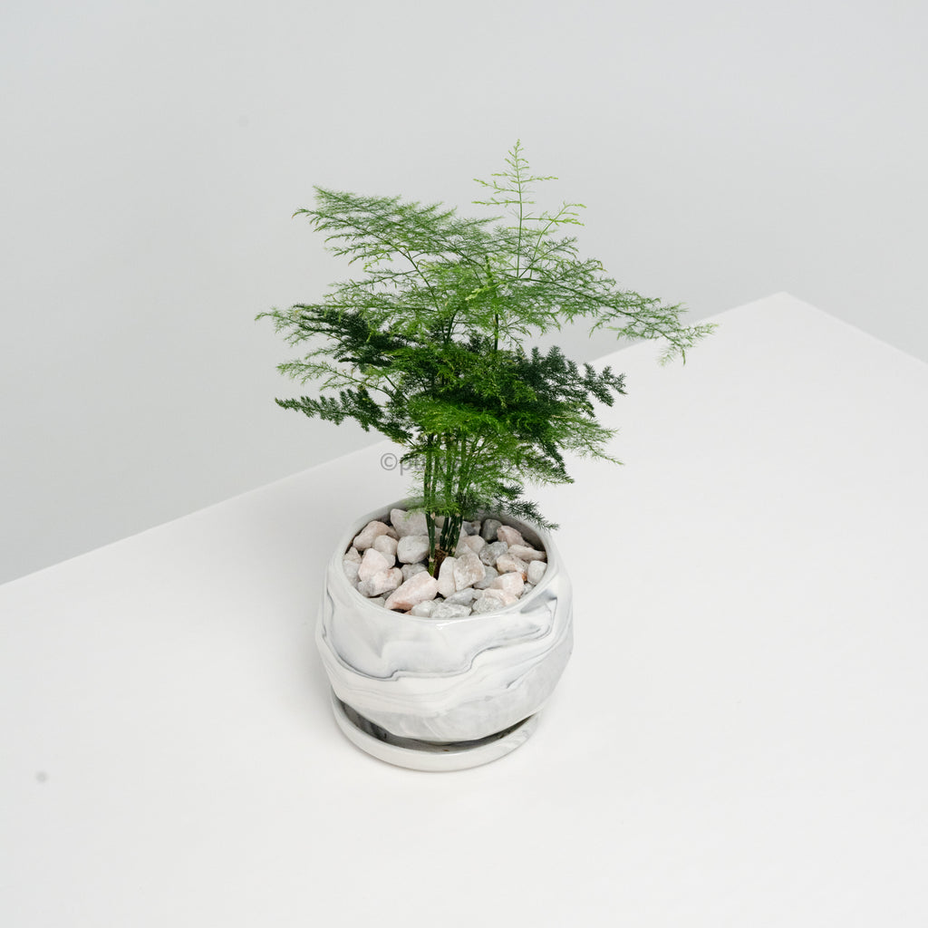 Asparagus Fern in Large White Geometric Marble Planter