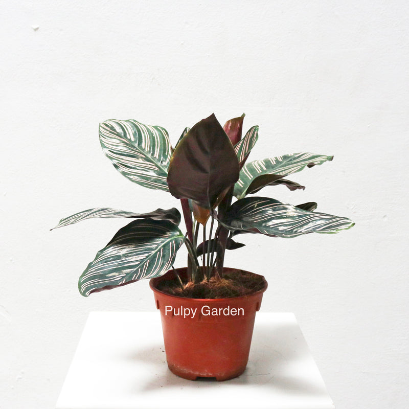 Calathea Ornata in Nursery Grow Pot