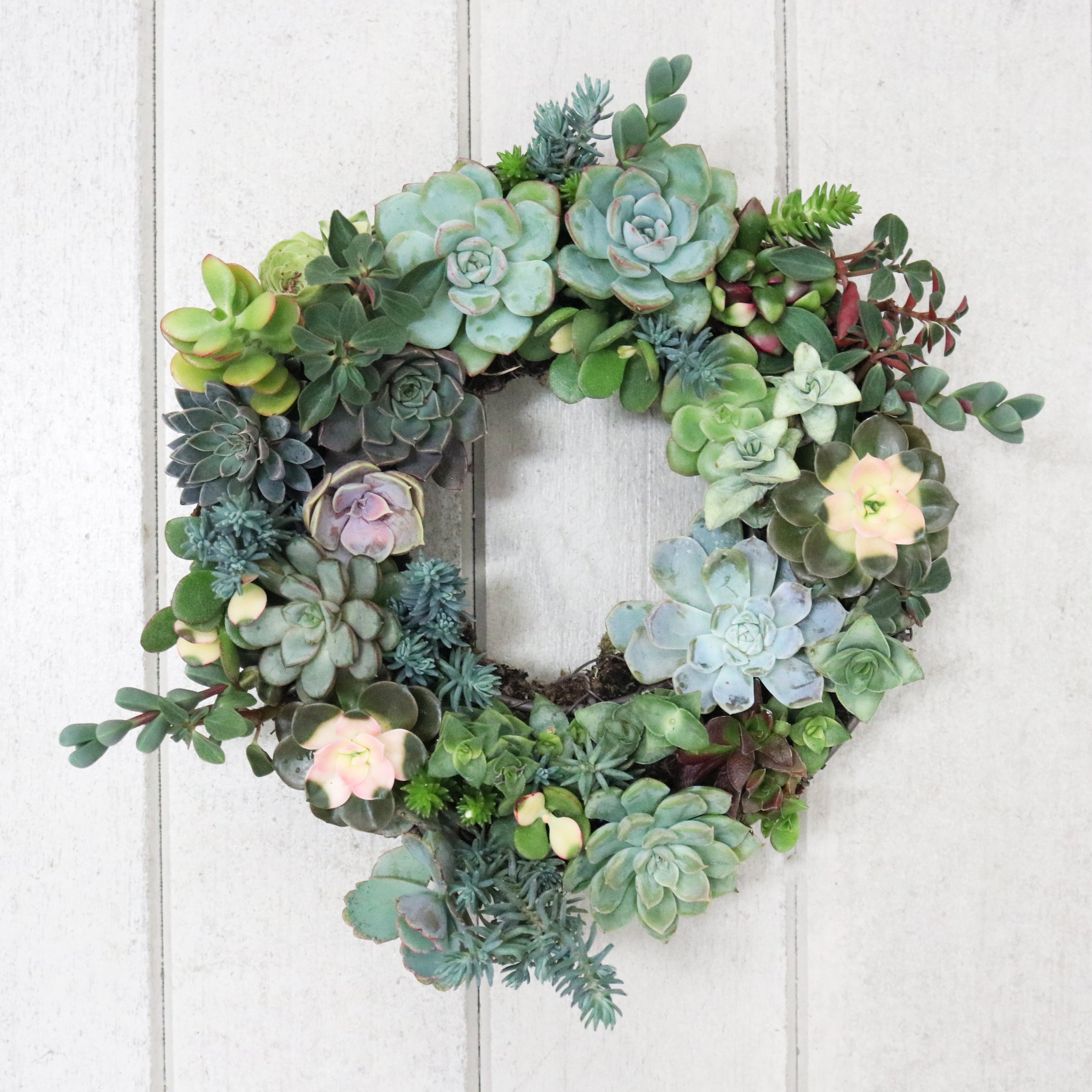 succulent christmas wreath Pulpy Garden's Succulent Wreath