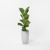 Large Ficus Lyrata - 'Fiddle Leaf Fig’ (100cm) in Grey Stripes Planter