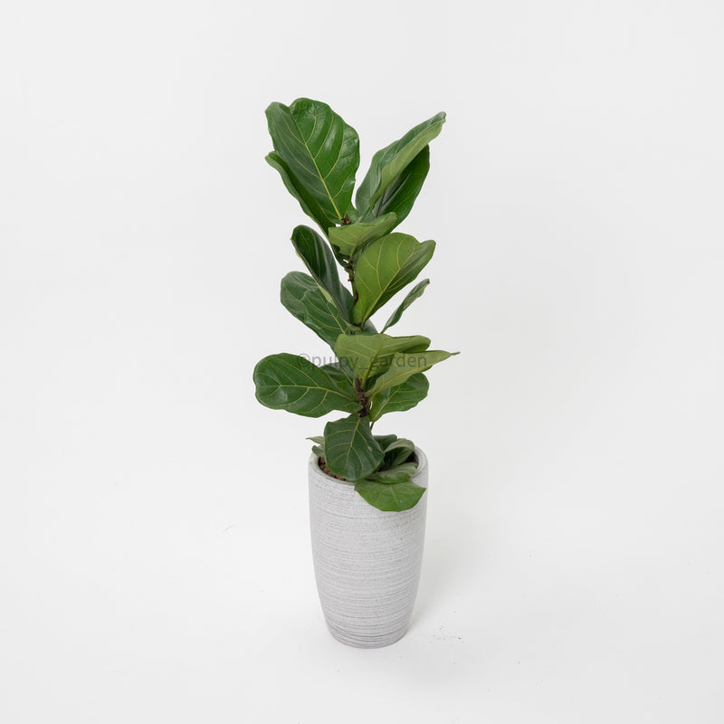 Large Ficus Lyrata - 'Fiddle Leaf Fig’ (100cm) in Grey Stripes Planter