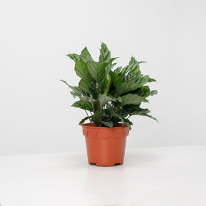 Calathea Freddy House Plant in Nursery Grow Pot