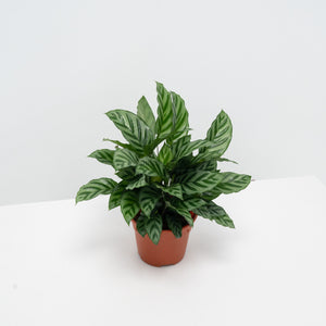 Calathea Freddy House Plant in Nursery Grow Pot