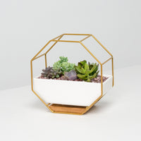 Pulpy Wall-Geo Planter Gold