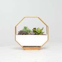 Pulpy Wall-Geo Planter Gold