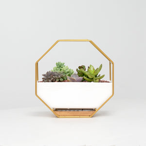 Pulpy Wall-Geo Planter Gold