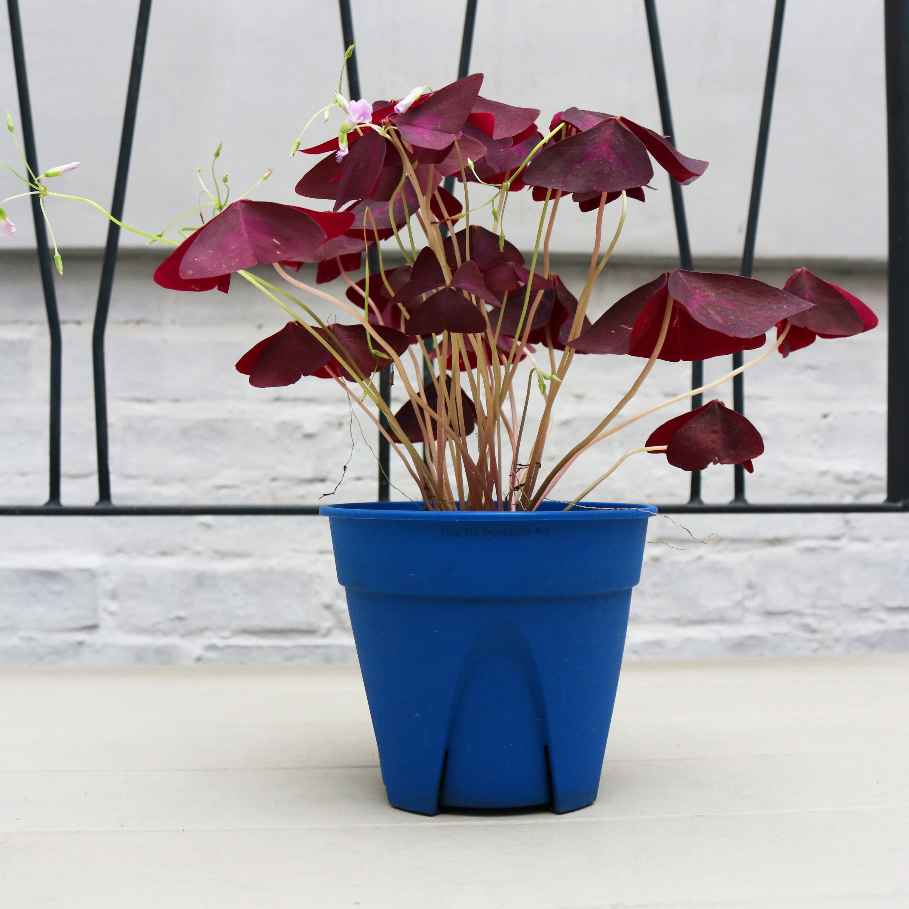 oxalis triangularis purple house plants Oxalis Triangularis (Purple Shamrock) in Nursery Grow Pot – Pulpy Garden