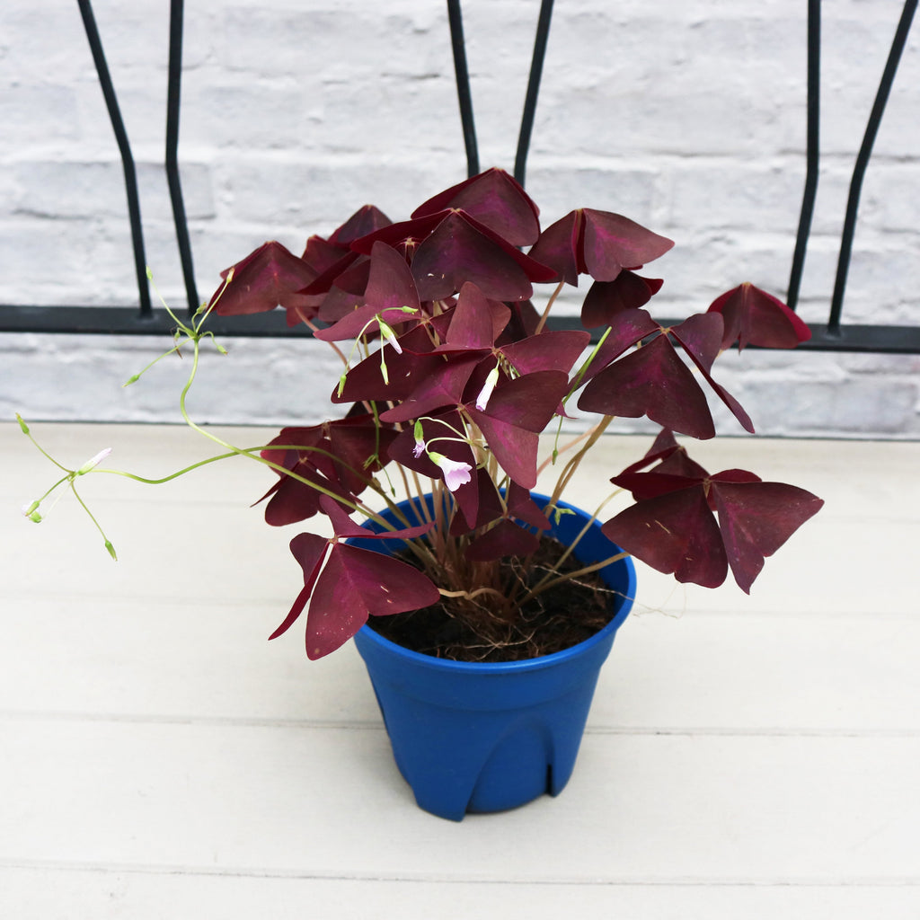 Oxalis Triangularis (Purple Shamrock) in Nursery Grow Pot