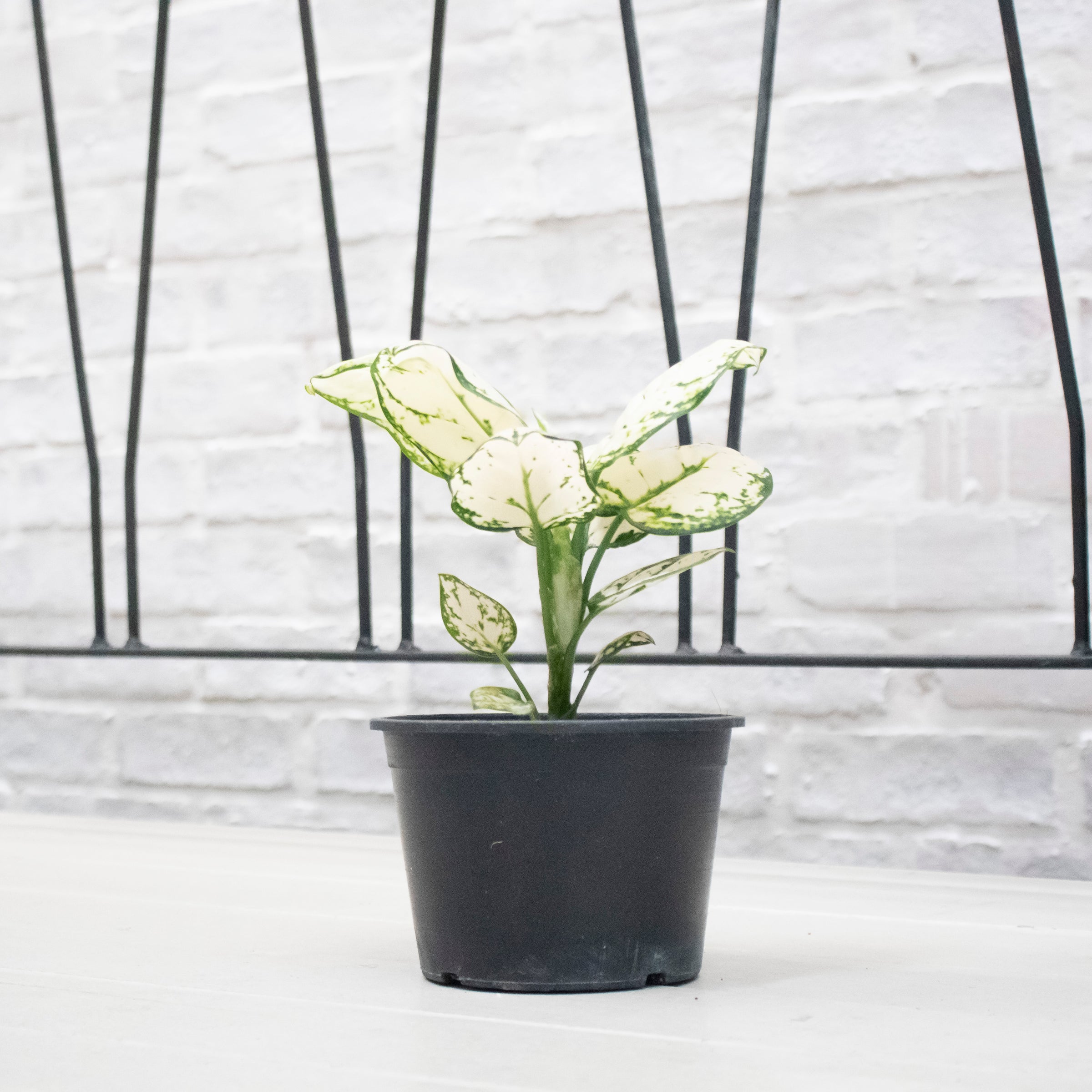 super white aglaonema Aglaonema "Super White" in Nursery Grow Pot – Pulpy Garden