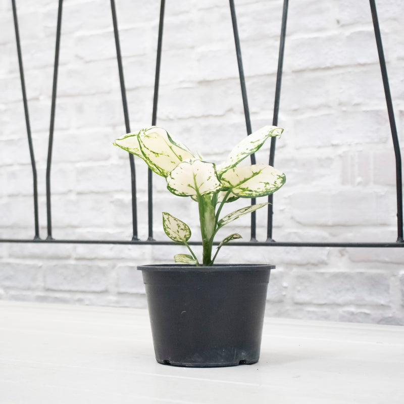 Aglaonema "Super White" in Nursery Grow Pot