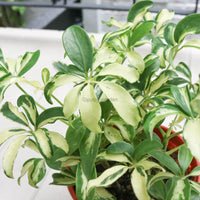 Schefflera variegated in Nursery Grow Pot