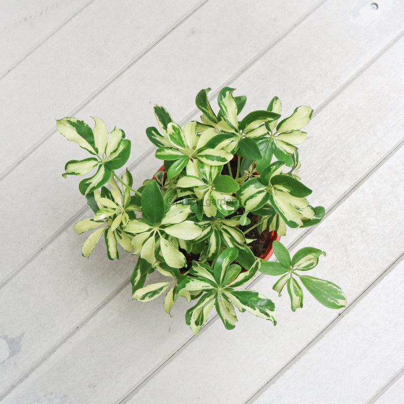 Schefflera variegated in Nursery Grow Pot