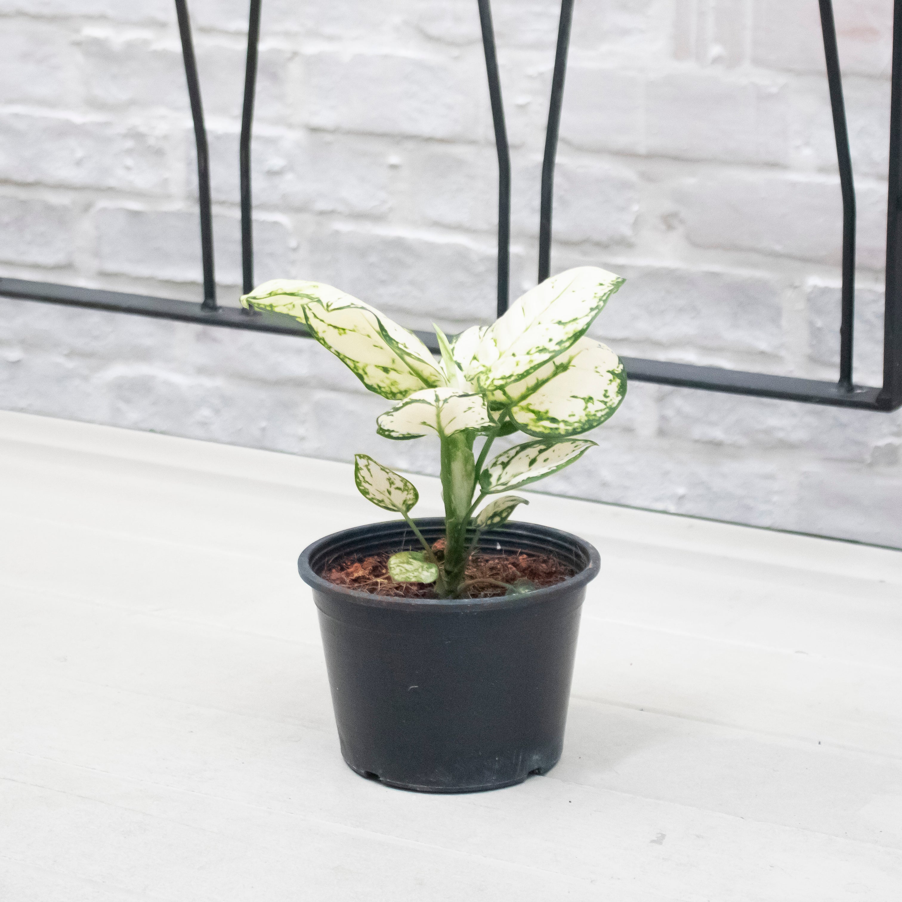 aglaonema super white plant Aglaonema "Super White" in Nursery Grow Pot – Pulpy Garden