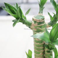 Lucky Bamboo in Nursery Grow Pot