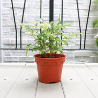 Schefflera variegated in Nursery Grow Pot