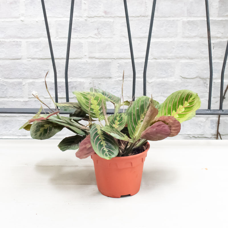 Calathea maranta leuconeura in Nursery Grow Pot