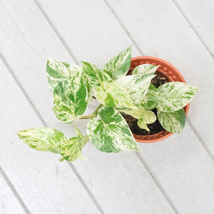 Marble Queen Pothos in Nursery Grow Pot (Small)