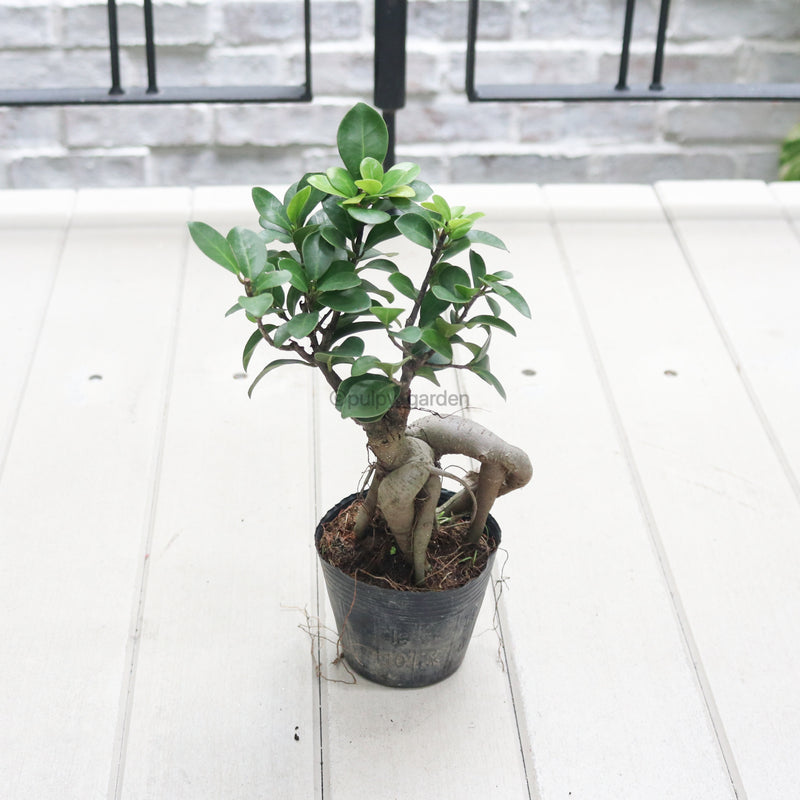 Ficus Bonsai plant in Nursery Grow Pot