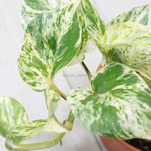 Marble Queen Pothos in Nursery Grow Pot (Small)