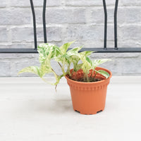 Marble Queen Pothos in Nursery Grow Pot (Small)