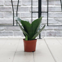 Sansevieria Black Dragon in Nursery Grow Pot
