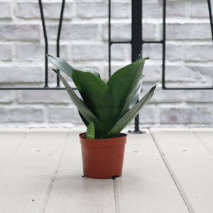 Sansevieria Black Dragon in Nursery Grow Pot
