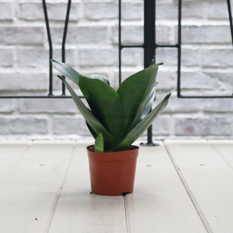 Sansevieria Black Dragon in Nursery Grow Pot