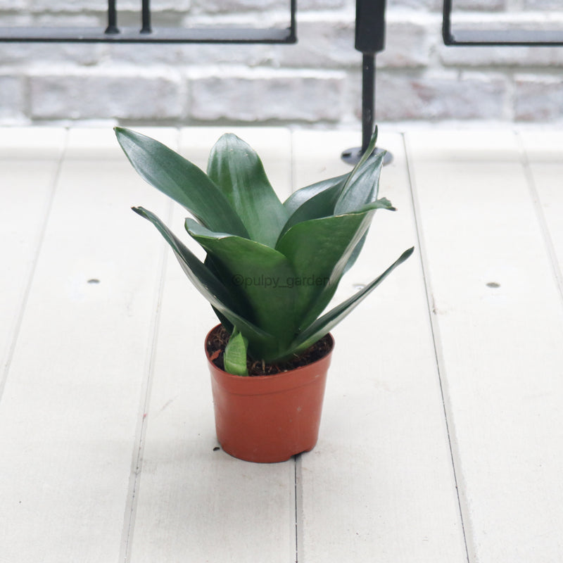 Sansevieria Black Dragon in Nursery Grow Pot