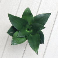 Sansevieria Black Dragon in Nursery Grow Pot