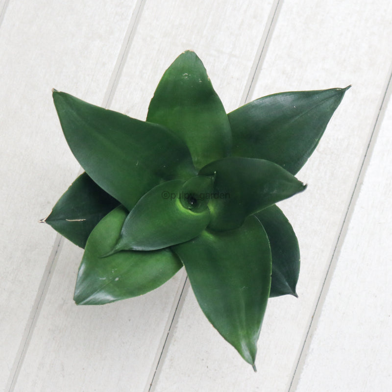 Sansevieria Black Dragon in Nursery Grow Pot