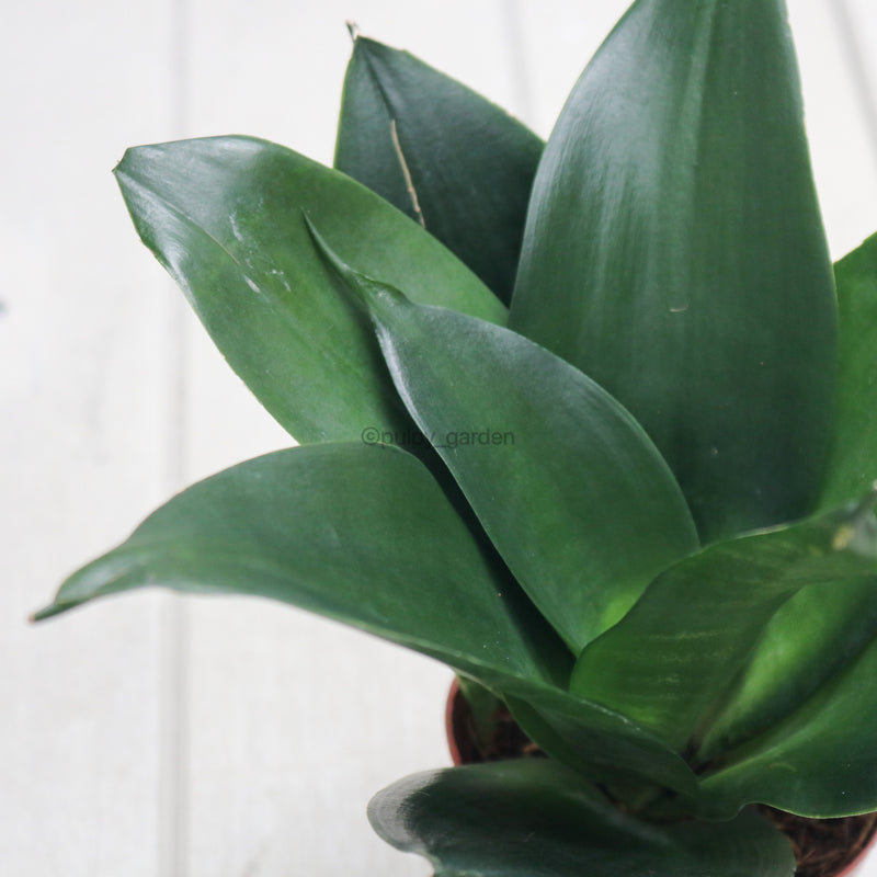 Sansevieria Black Dragon in Nursery Grow Pot