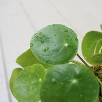 Pilea Peperomioides 16cm in Nursery Grow Pot