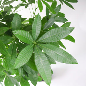 Large Pachira Twist in Nursery Grow Pot (160cm) (发财树 - Fa Cai Shu)