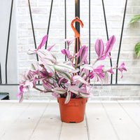 Tradescantia Nanouk in Nursery Grow Pot