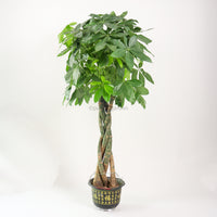 Large Pachira Twist in Nursery Grow Pot (160cm) (发财树 - Fa Cai Shu)