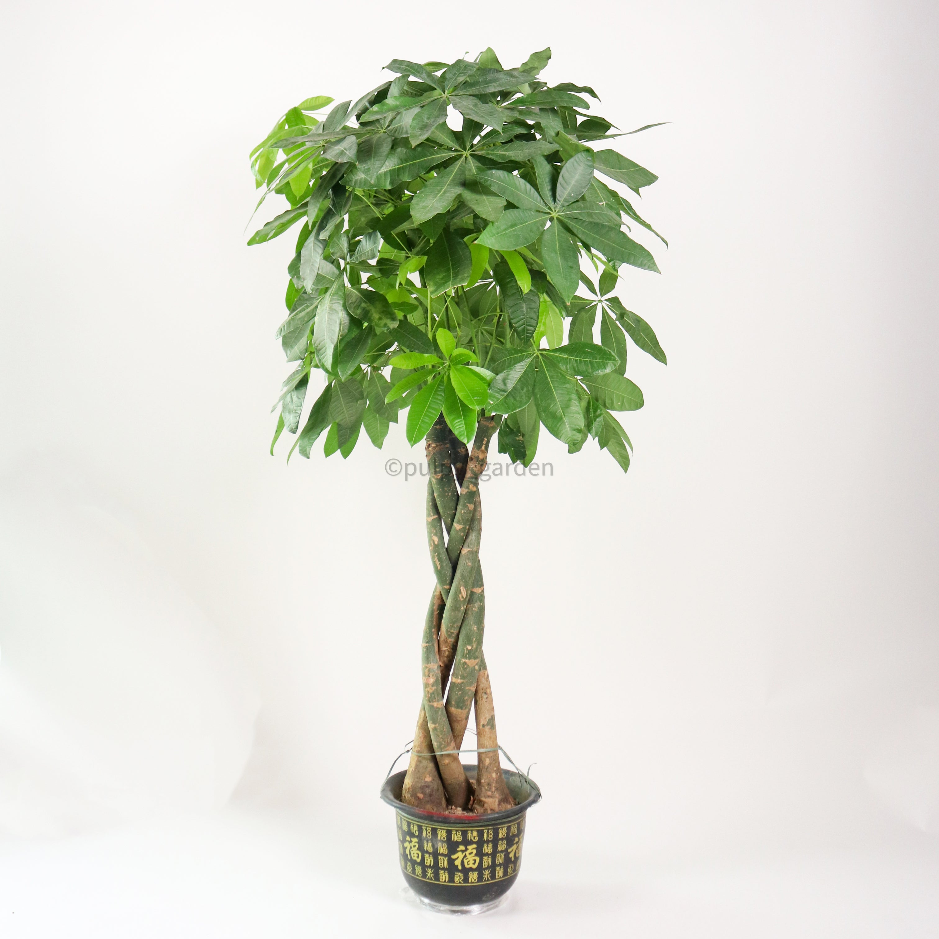 Large Pachira Braided in Nursery Grow Pot (155cm) (发财树