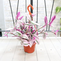 Tradescantia Nanouk in Nursery Grow Pot