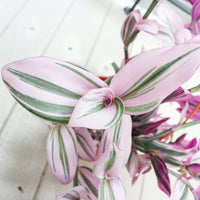 Tradescantia Nanouk in Nursery Grow Pot