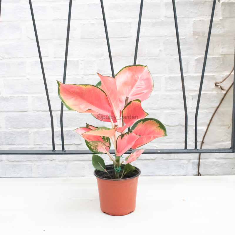 aglaonema pink anyamanee care Aglaonema 'Pink Anyamanee' in Nursery Grow Pot – Pulpy Garden