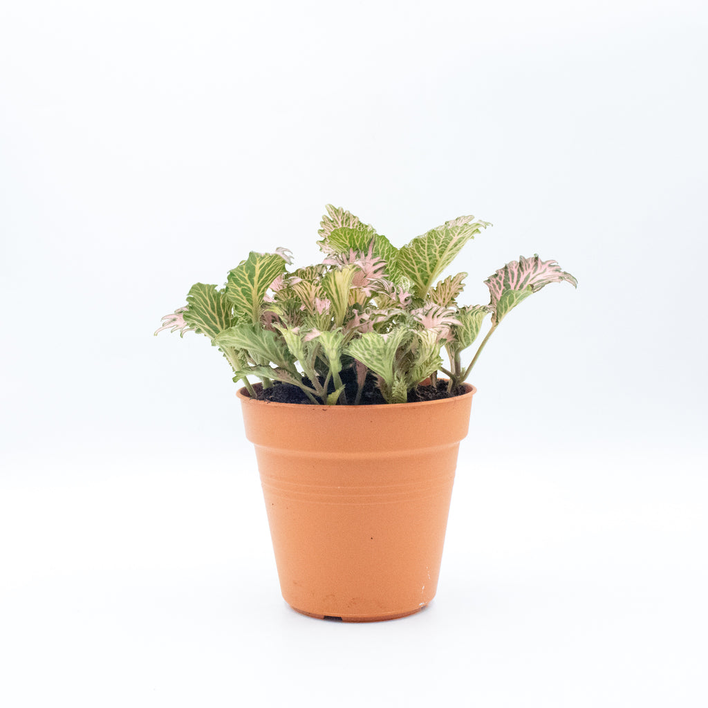 Fittonia Pink Plant 2