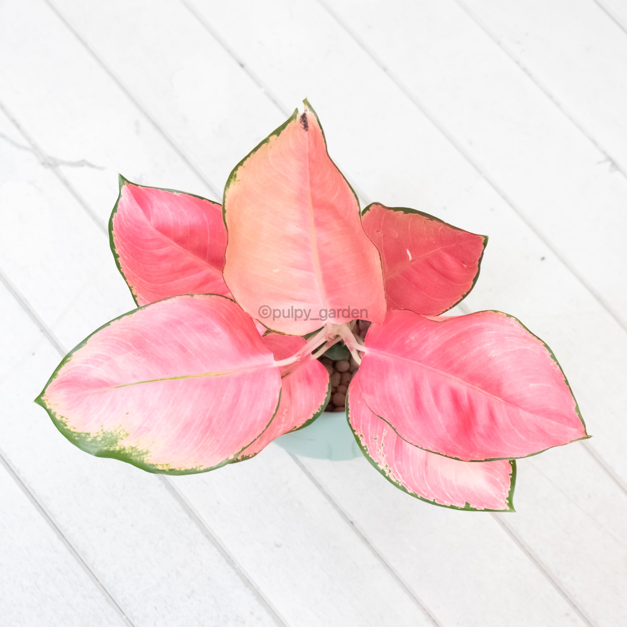 aglaonema pink anyamanee care Aglaonema 'Pink Anyamanee' in Nursery Grow Pot – Pulpy Garden