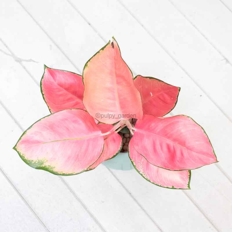 aglaonema anyamanee care Aglaonema 'Pink Anyamanee' in Nursery Grow Pot – Pulpy Garden