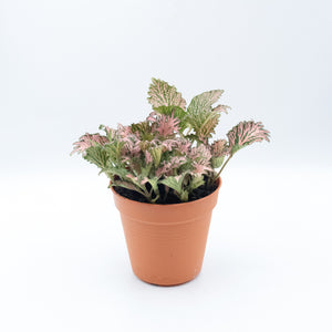 Fittonia Pink Plant 2