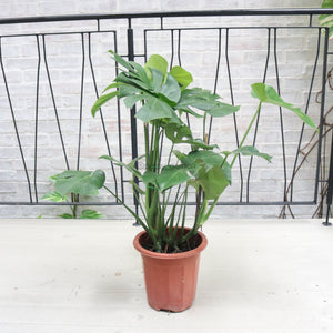 Large Monstera deliciosa (90cm) in Nursery Grow Pot
