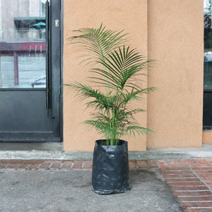 Large Yellow Palm (150cm) in Nursery Grow Pot