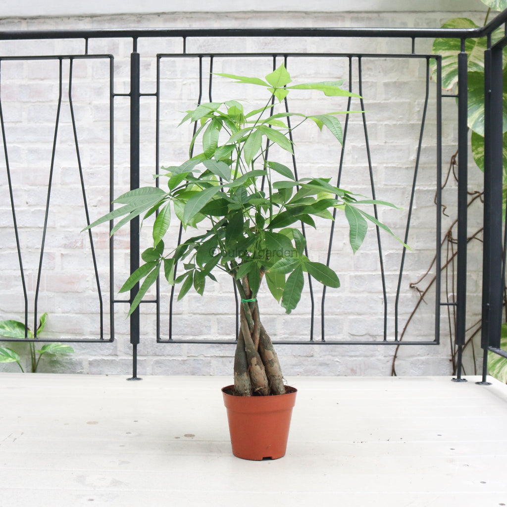 Pachira Twist in Nursery Grow Pot (Medium 70cm) (发财树 - Fa Cai Shu)