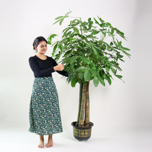 Large Pachira (3in1) in Nursery Grow Pot (200cm) (发财树 - Fa Cai Shu)