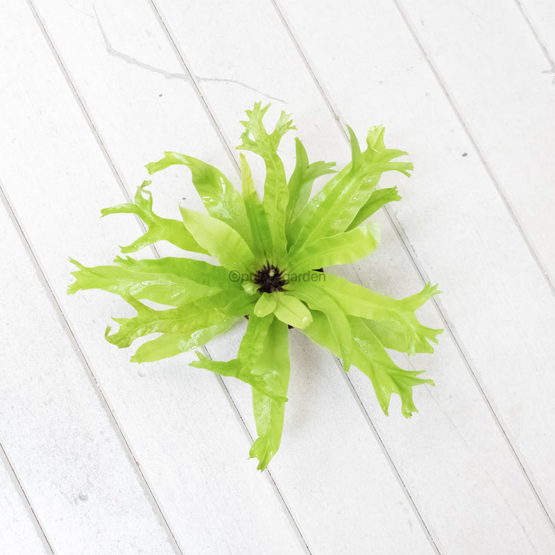asplenium antiquum bird's nest fern Asplenium antiquum