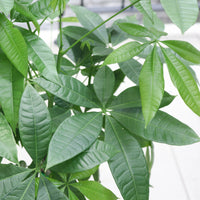 Pachira Twist in Nursery Grow Pot (Medium 90cm) (发财树 - Fa Cai Shu)