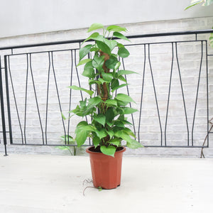 Large Money Plant (80cm) in Nursery Grow Pot